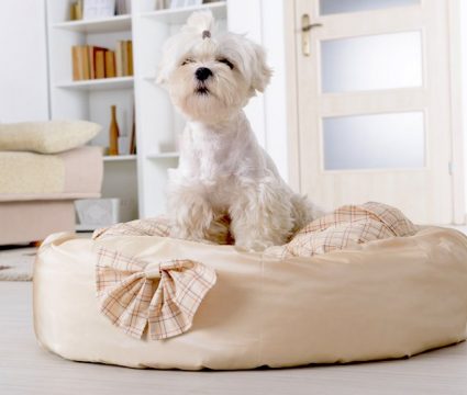 best luxury dog beds