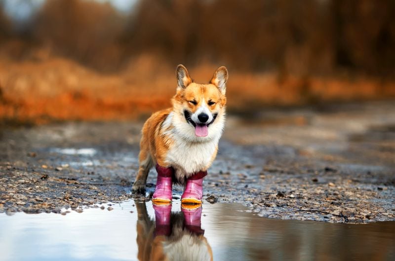 The best shoes for dogs