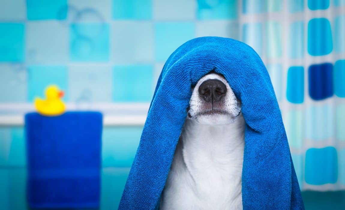 best towels for dogs