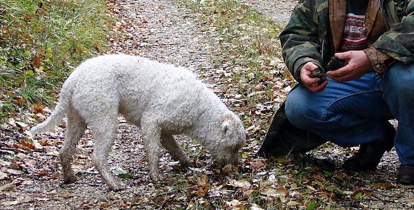 best truffle hunting dogs