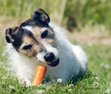 the best vegetables for your dog