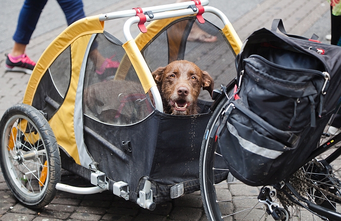 bicycle-trailer-for-dogs