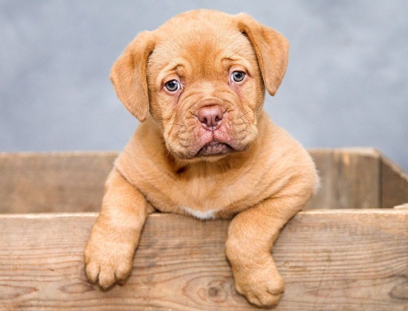 Nutrition for Large Breed Puppies