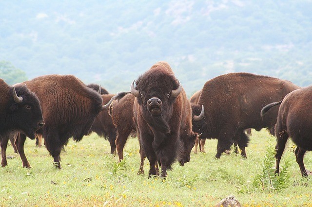 bison-dog-meat