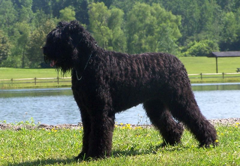 Black Russian terrier