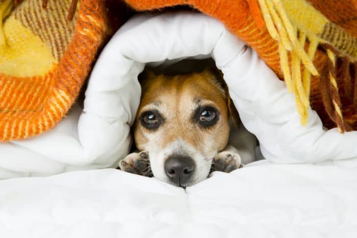 blankets for dogs
