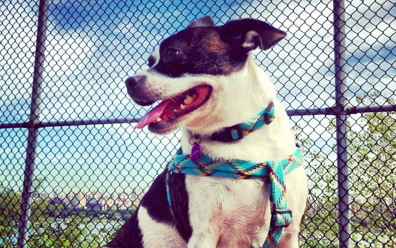 Boston terrier jack Russell mix