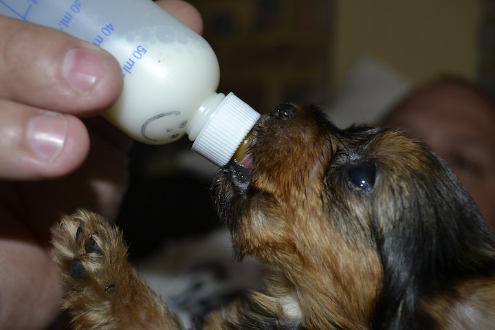 bottle feeding dog