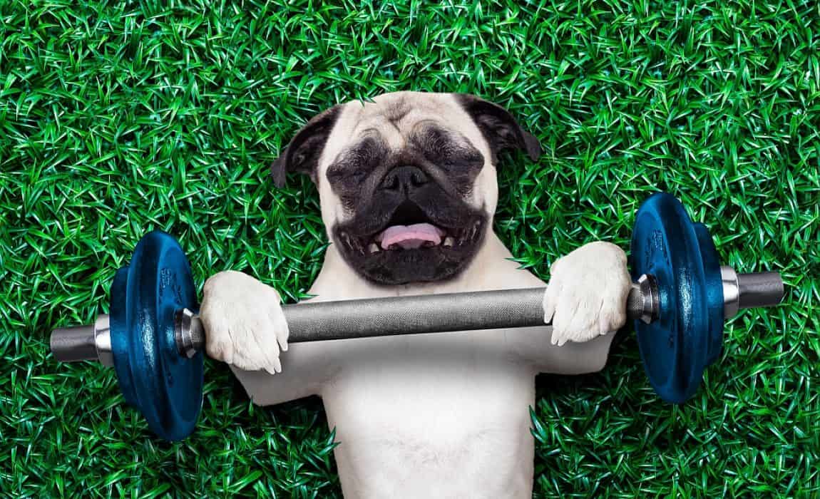 Build Your Dog's Muscles