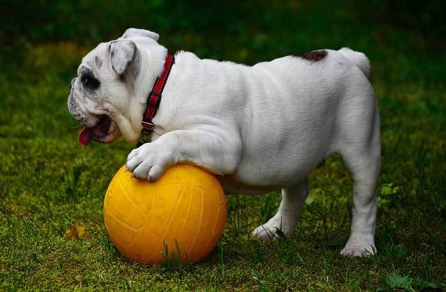 bulldog-with-ball