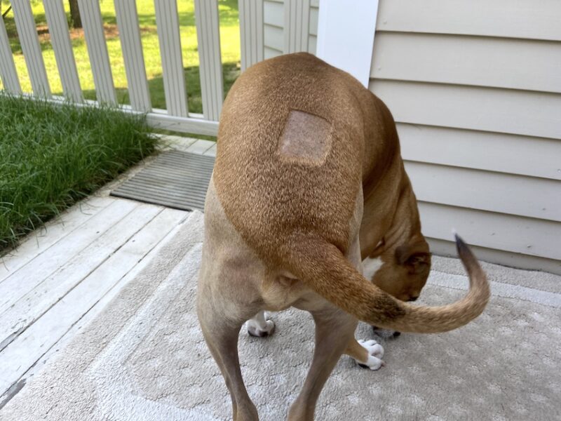 dog with shaved butt