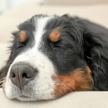 how to calm dogs naturally