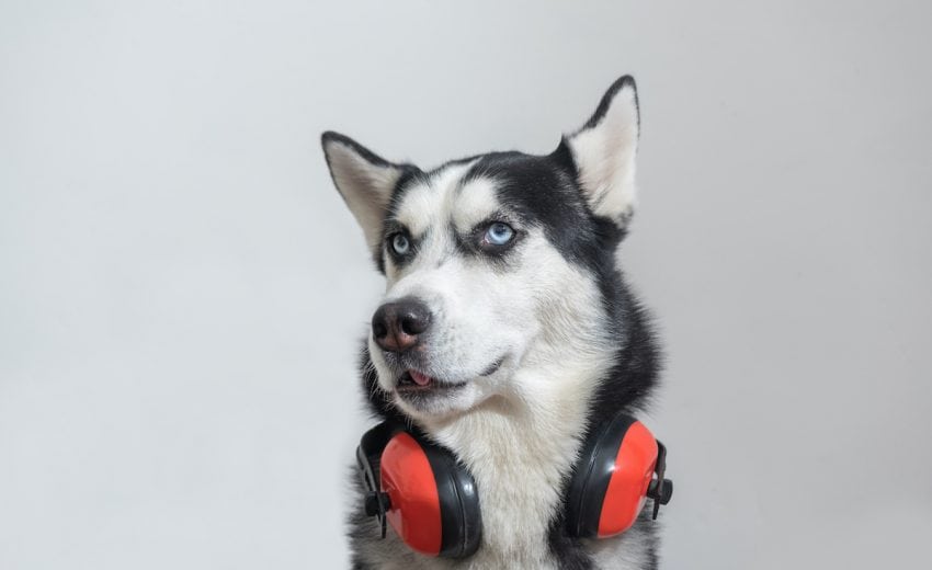 canine ear protection