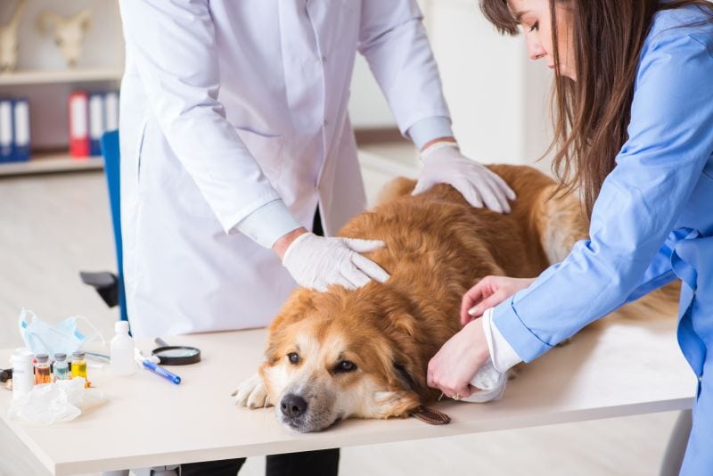 what is dog inflammation