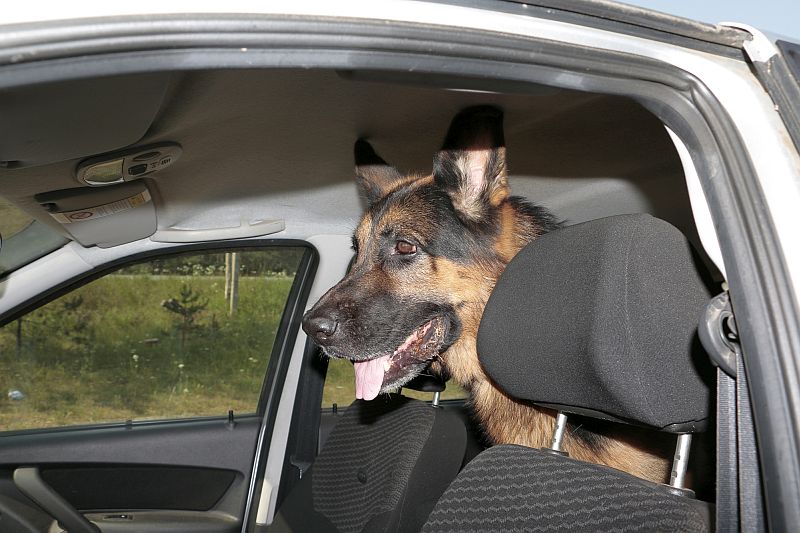 best cars for large dogs