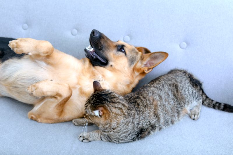 repeated dog and cat time together