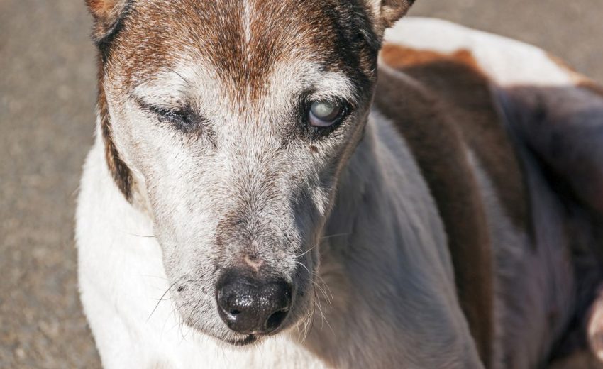 A dog with cataracts