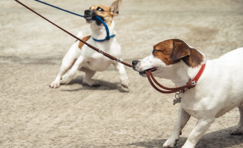chewproof-dog-leash