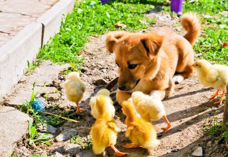 dog with chickens
