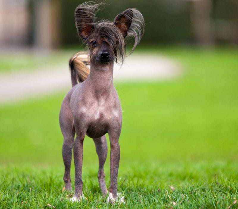 Chinese Crested Dog doesn't shed much