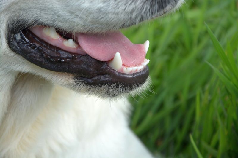 clean dog teeth