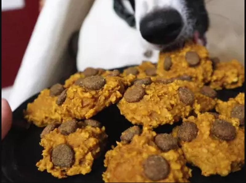 pumpkin and CBD dog treats