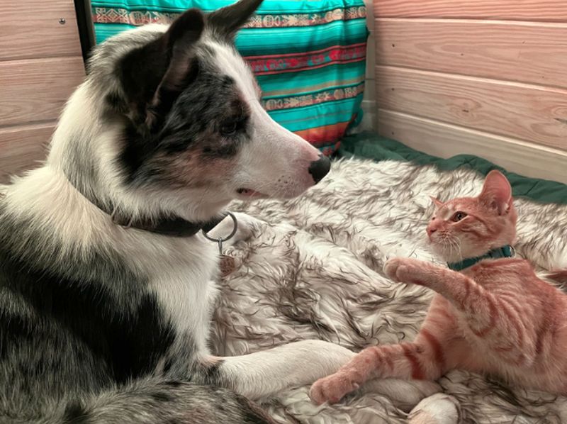 cats and dogs getting along