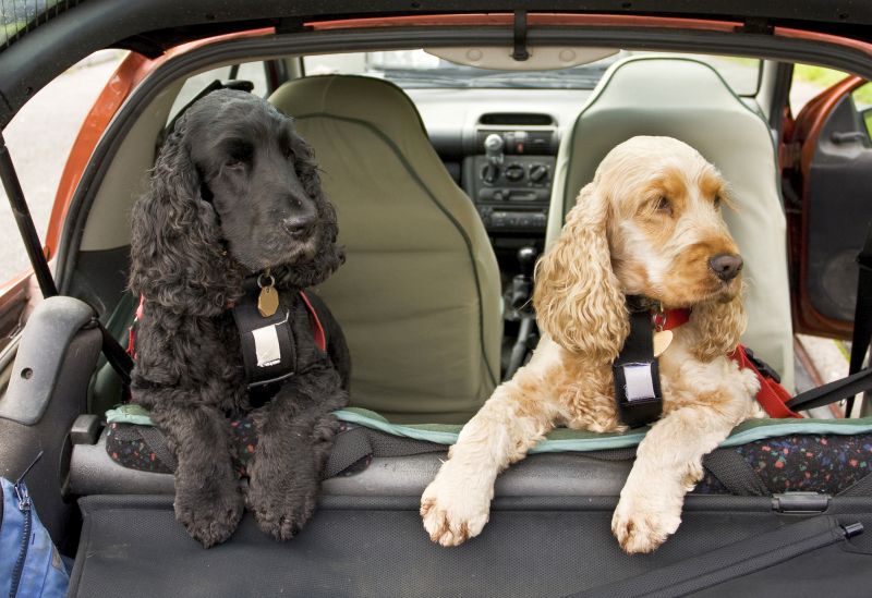 dogs riding in car