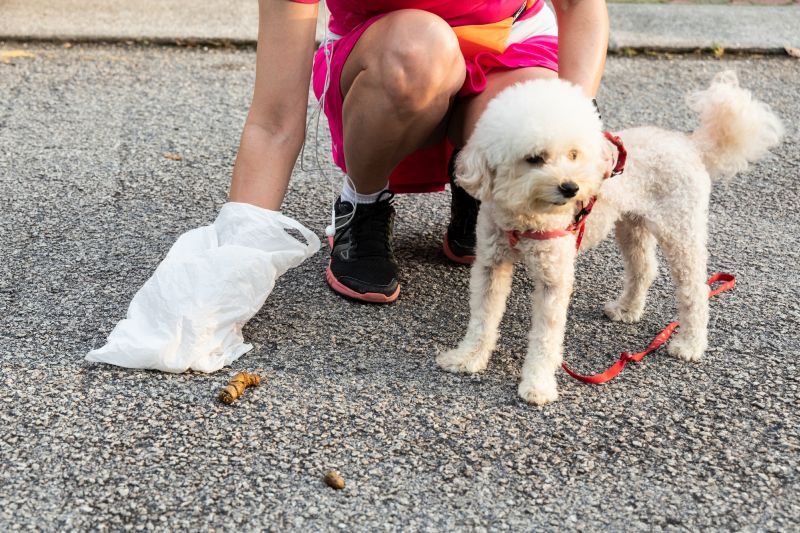 how to collect dog poop for vet