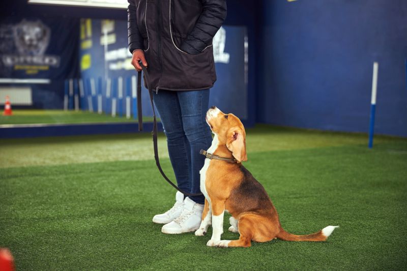 the cost of a dog trainer