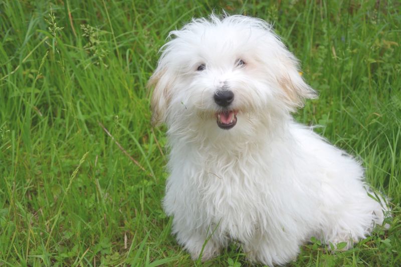 The coton de Tulear doesn't shed much