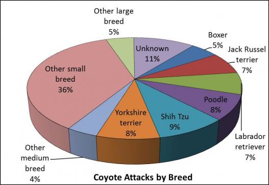 coyote attack breed chart