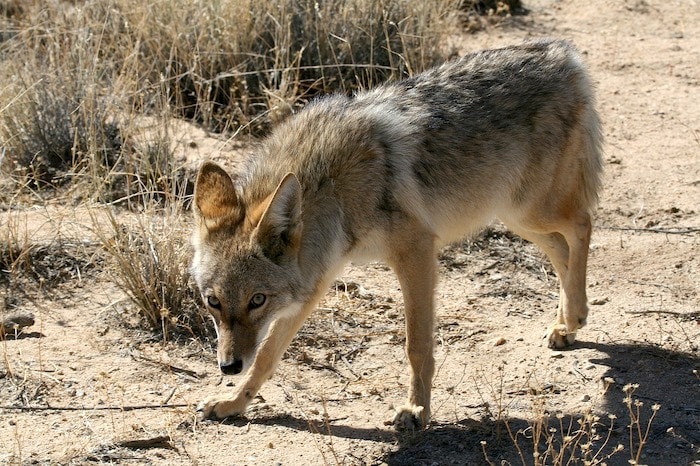 coyote repellant