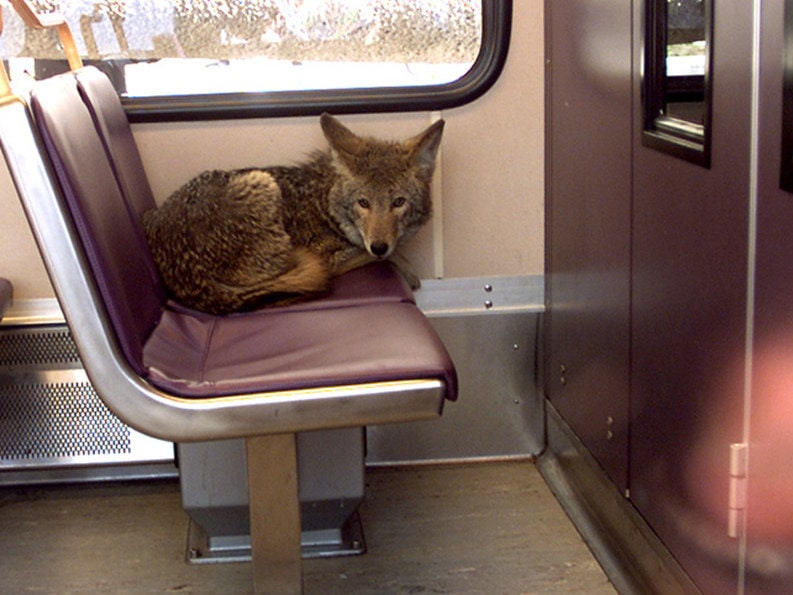 coyote on subway