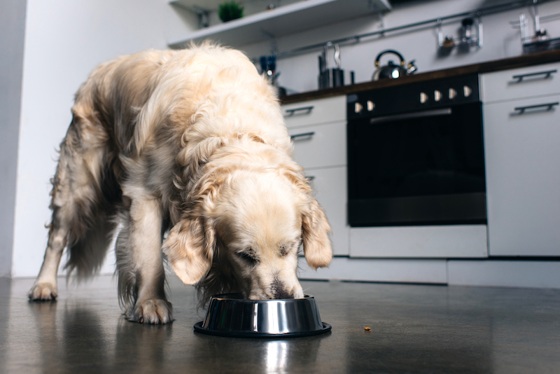 golden eating food