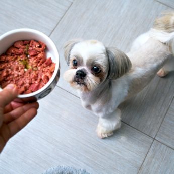 customized dog food