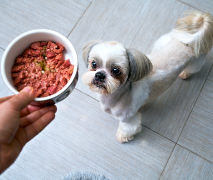 customized dog food