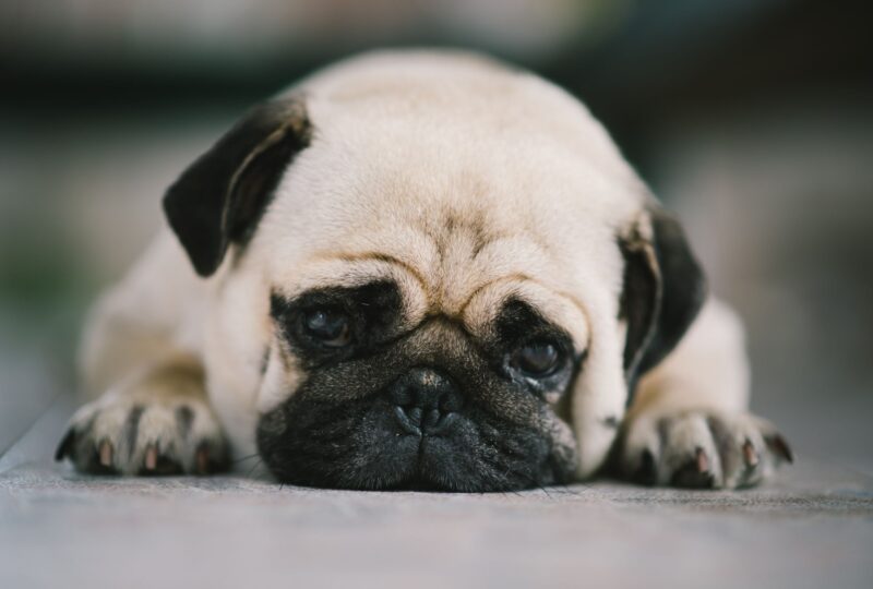pugs have flat faces