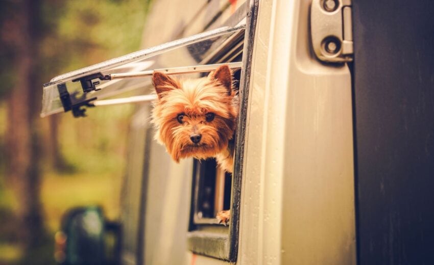 RV traveling with dog