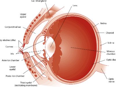 dog eye anatomy