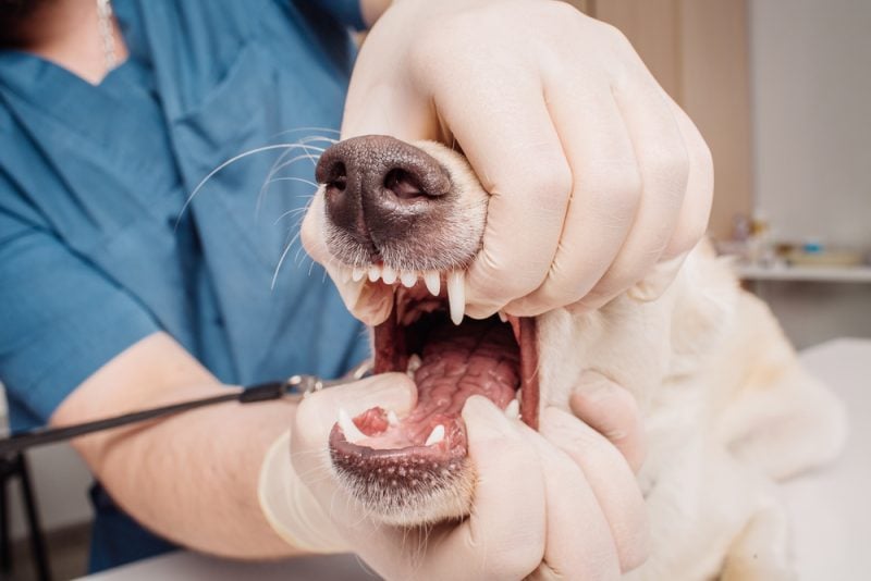 dog dental cleaning cost