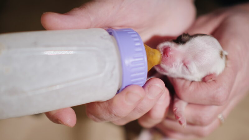 Best milk replacement for puppies