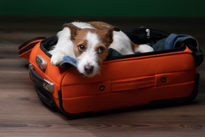 tips on traveling with your dog