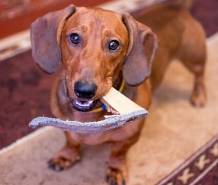 destructive chewing in dogs