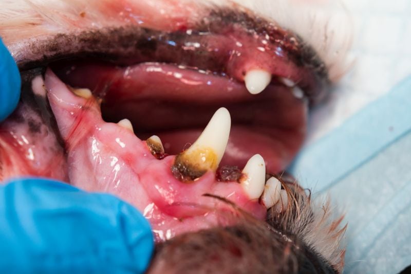 keep dog teeth clean