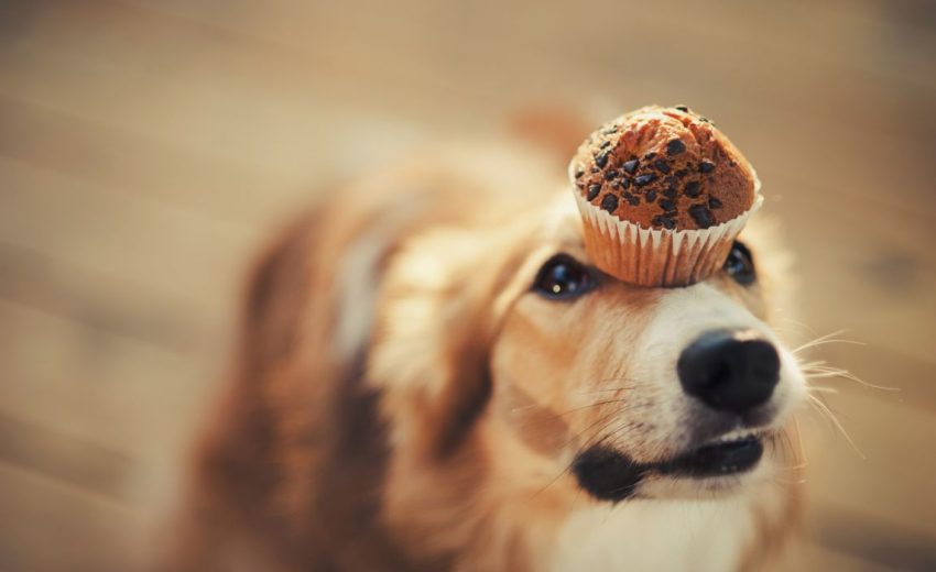 cupcakes for dogs