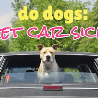 do dogs get car sick?