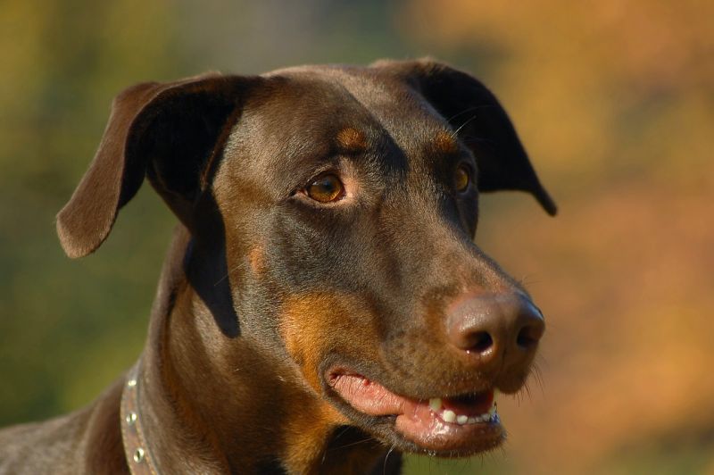 doberman pinscher dog