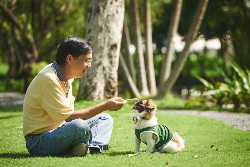training your dog to relax around other dogs