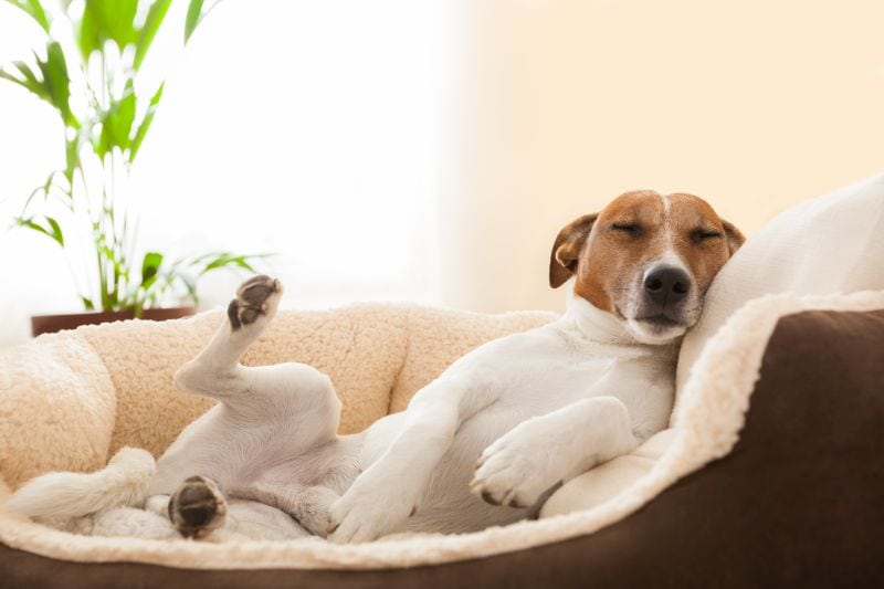 check dog bed owner reviews